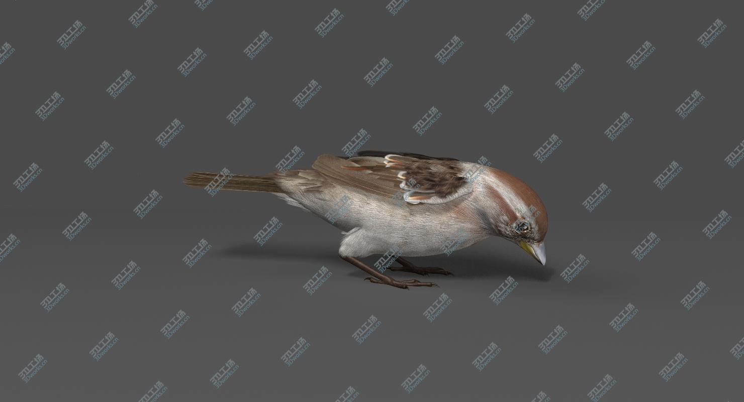 images/goods_img/20210113/American Tree Sparrow (Animated) 3D model/5.jpg